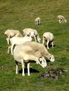 Transhumance Bourg d'Oueil